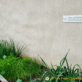 Marksburg - Herb garden
